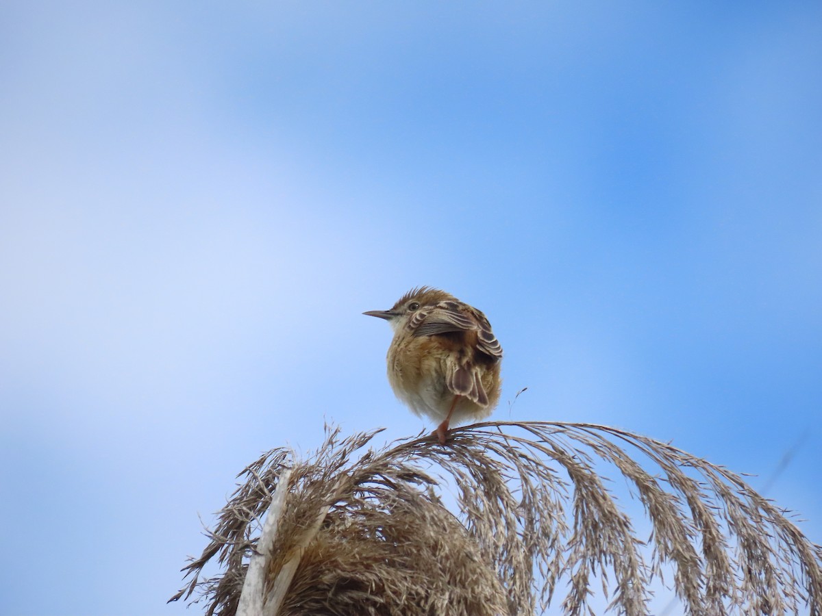 Zitting Cisticola - ML619017761