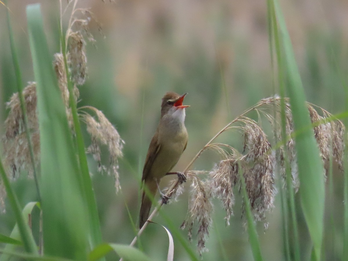 Great Reed Warbler - ML619017766