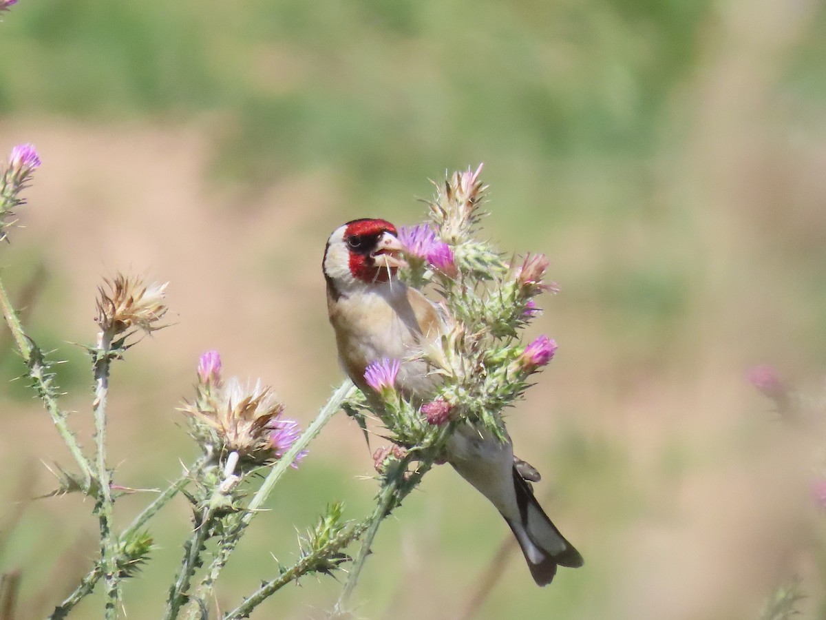 European Goldfinch - ML619017773