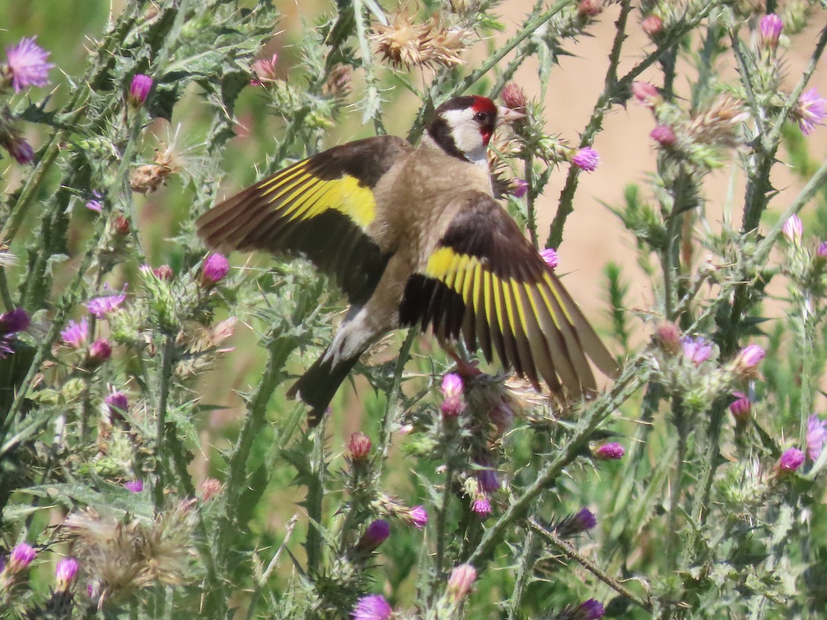 European Goldfinch - ML619017774