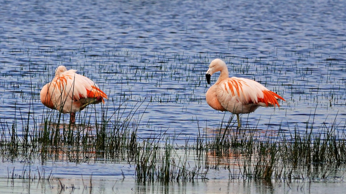 Chilean Flamingo - Hans-Jürgen Kühnel