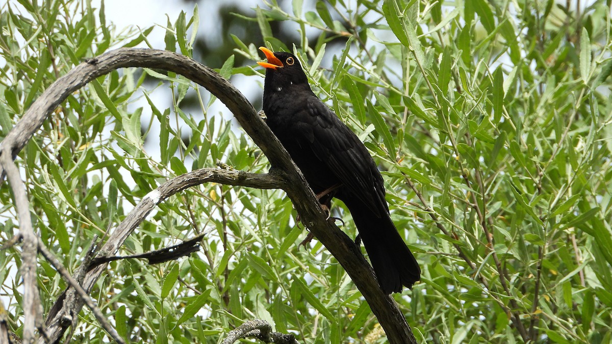 Eurasian Blackbird - Manuel García Ruiz