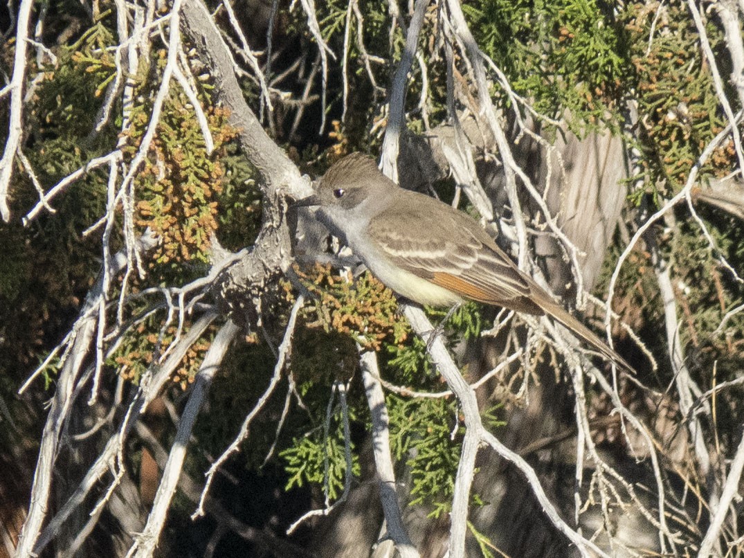 Ash-throated Flycatcher - ML619017817