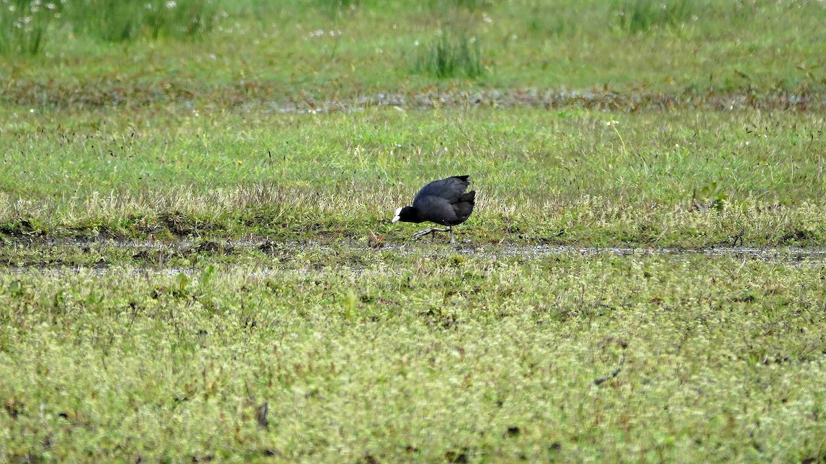 Eurasian Coot - Hans-Jürgen Kühnel