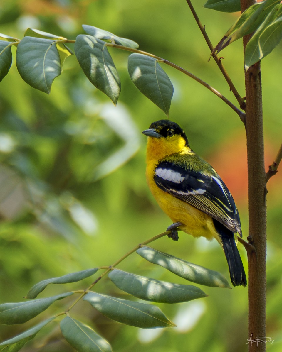 Common Iora - Anu Parthasarathy