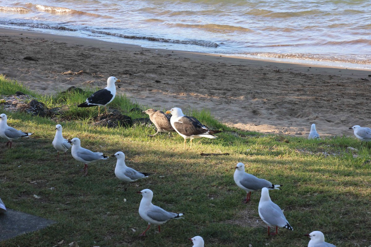 racek jižní - ML619017826