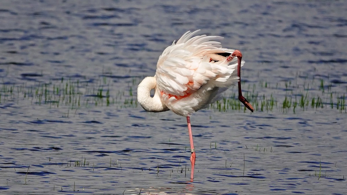 Greater Flamingo - Hans-Jürgen Kühnel