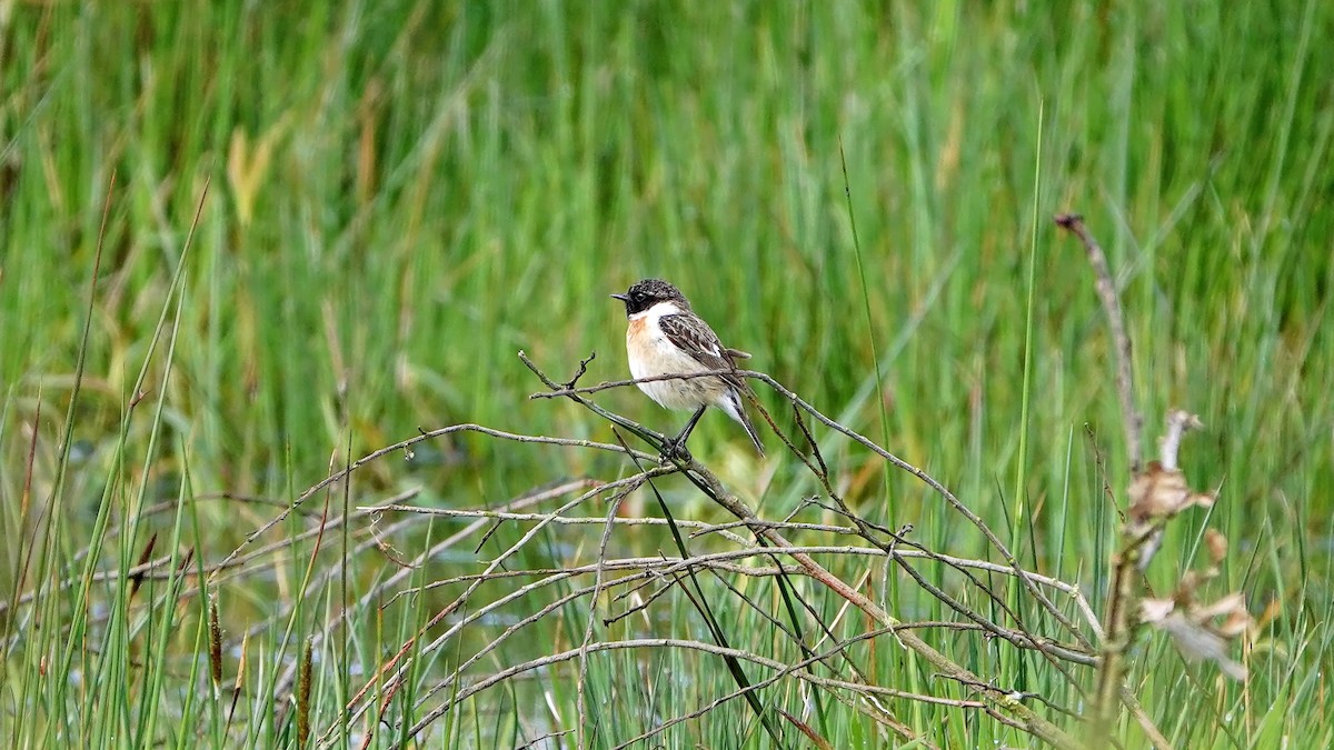 Schwarzkehlchen - ML619017849