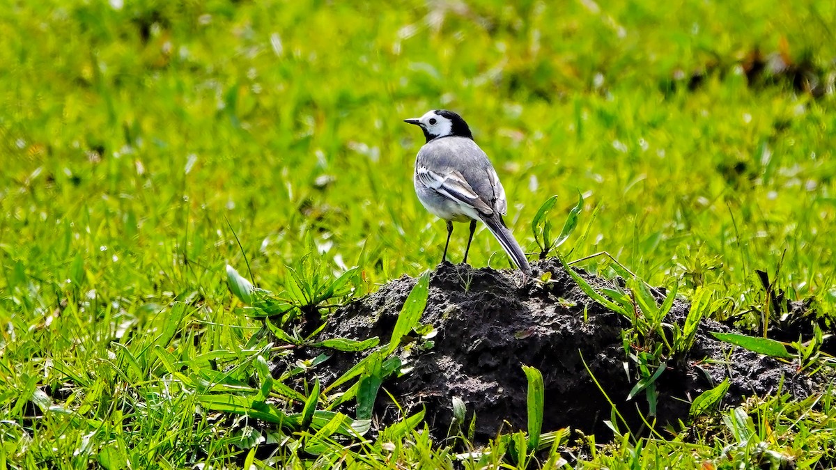 White Wagtail - Hans-Jürgen Kühnel