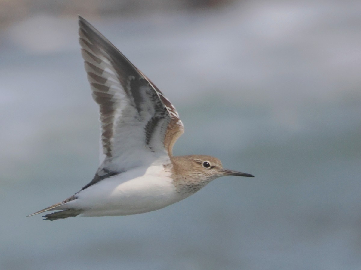 Common Sandpiper - ML619017855