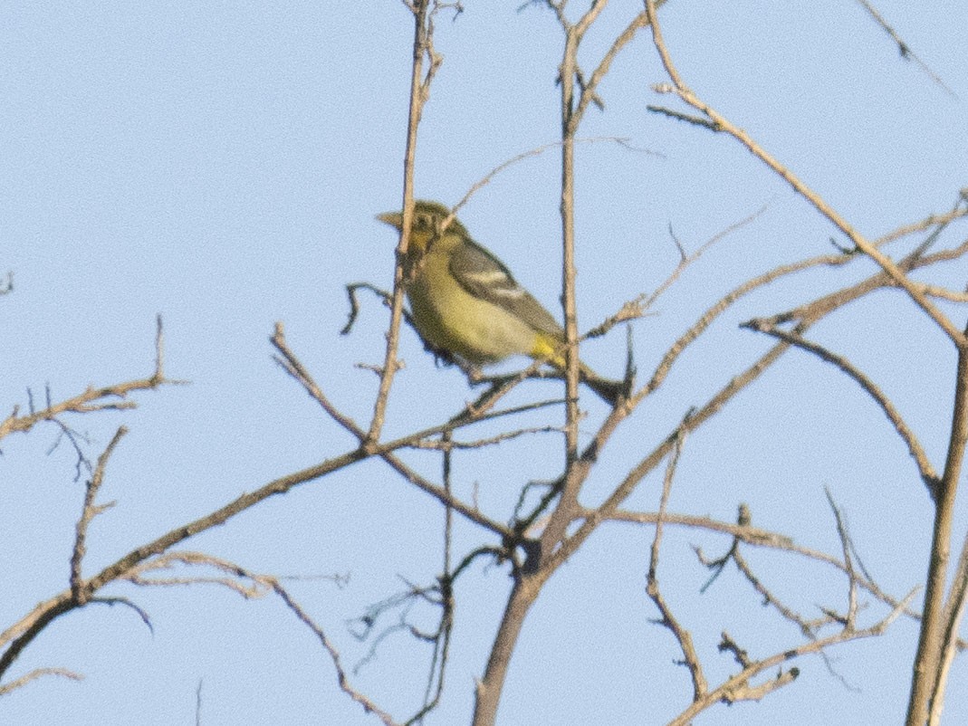 Townsend's Warbler - Carol Collins