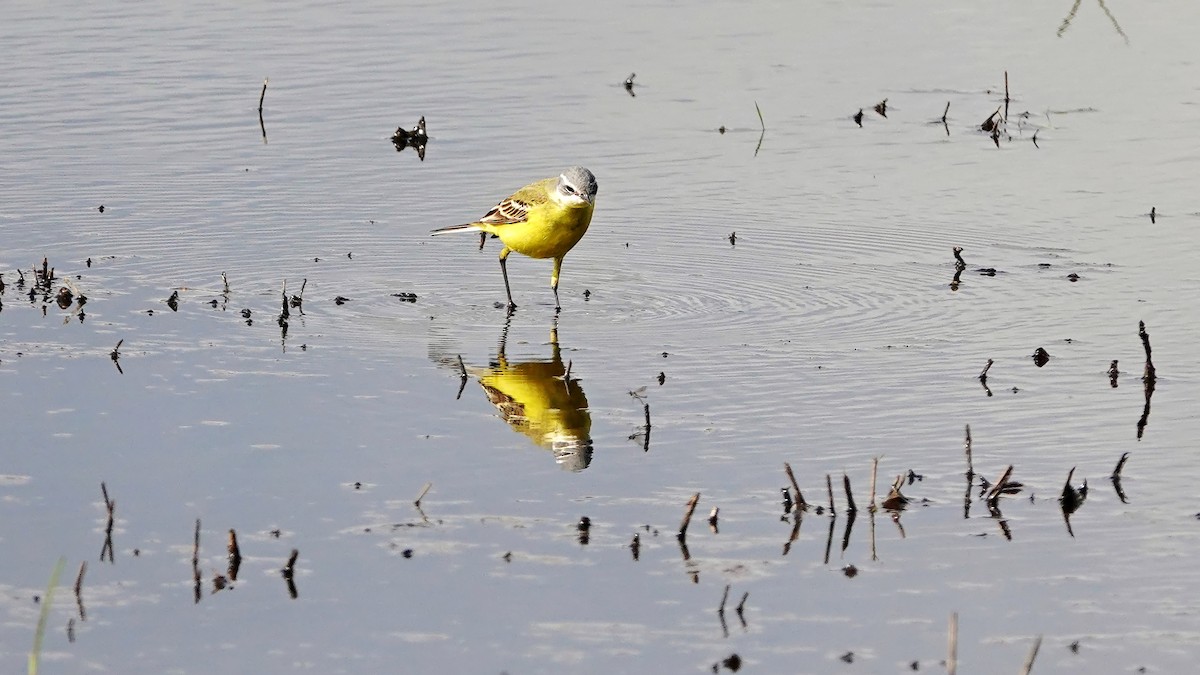 Western Yellow Wagtail - Hans-Jürgen Kühnel