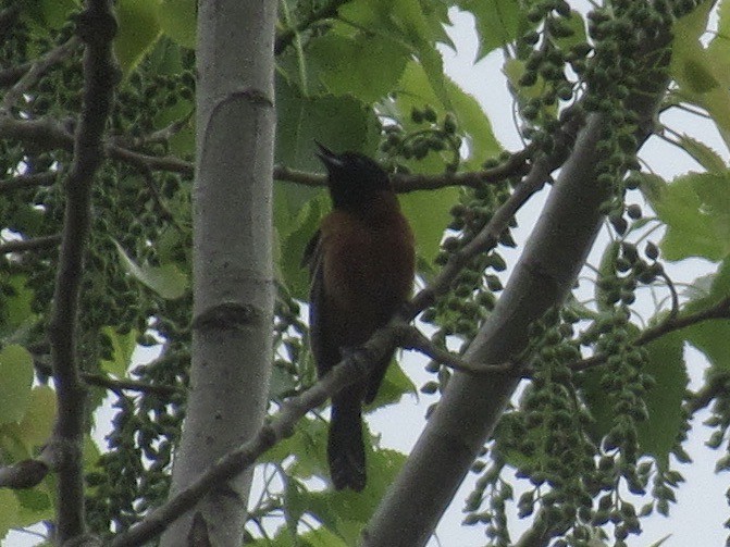 Orchard Oriole - ML619017865