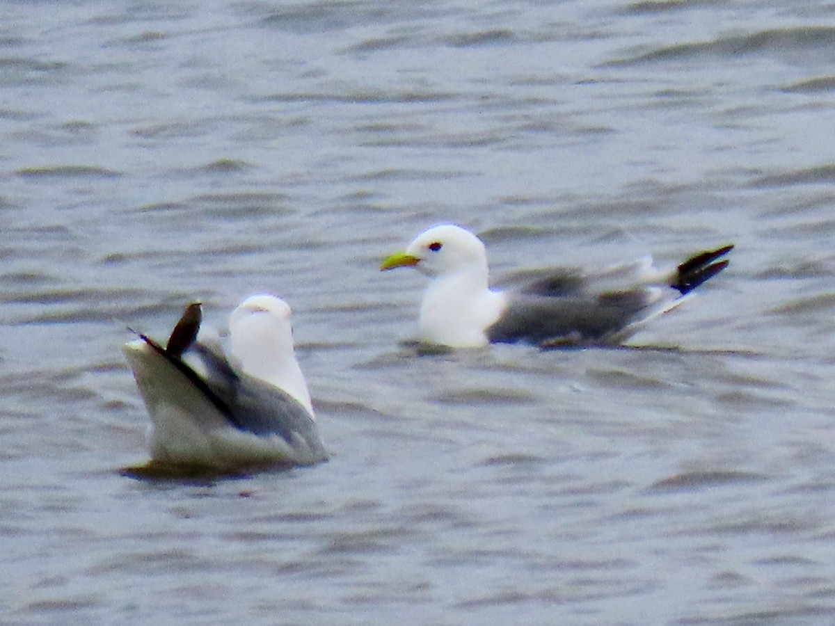 Black-legged Kittiwake - Andrew Collins