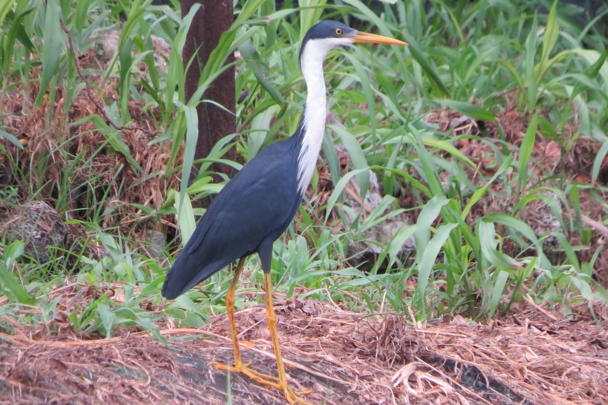 Pied Heron - ML619017877