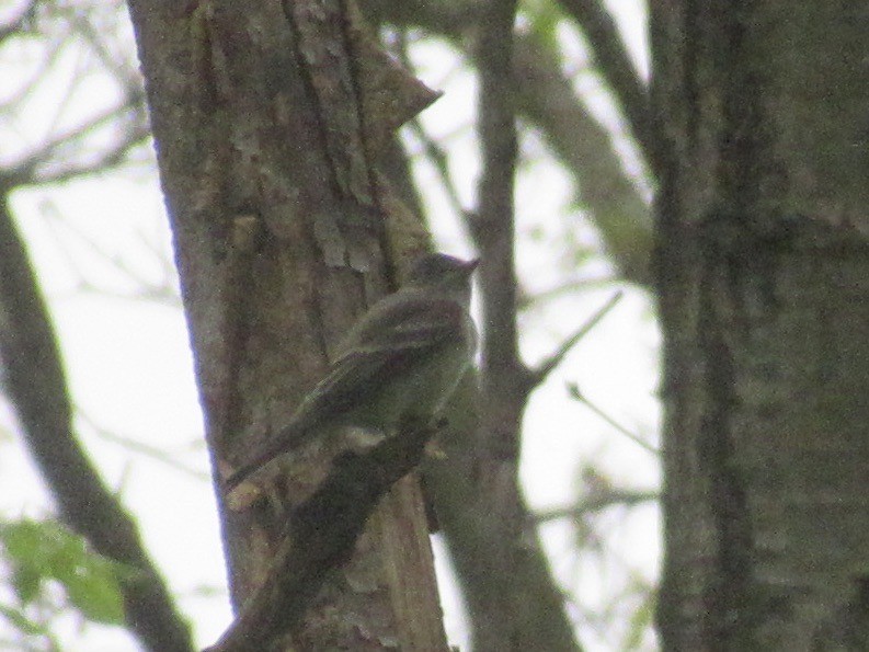 Eastern Wood-Pewee - ML619017879