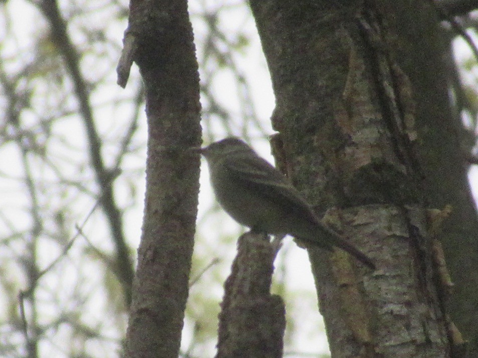 Eastern Wood-Pewee - ML619017880