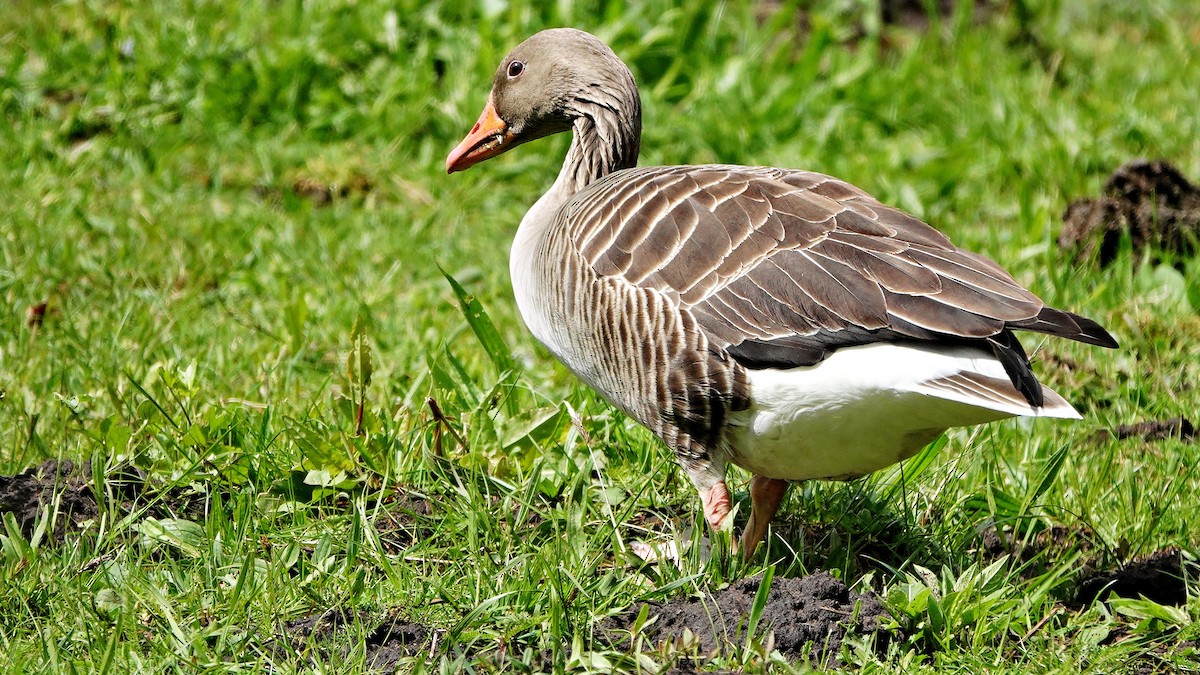 Graylag Goose - ML619017881