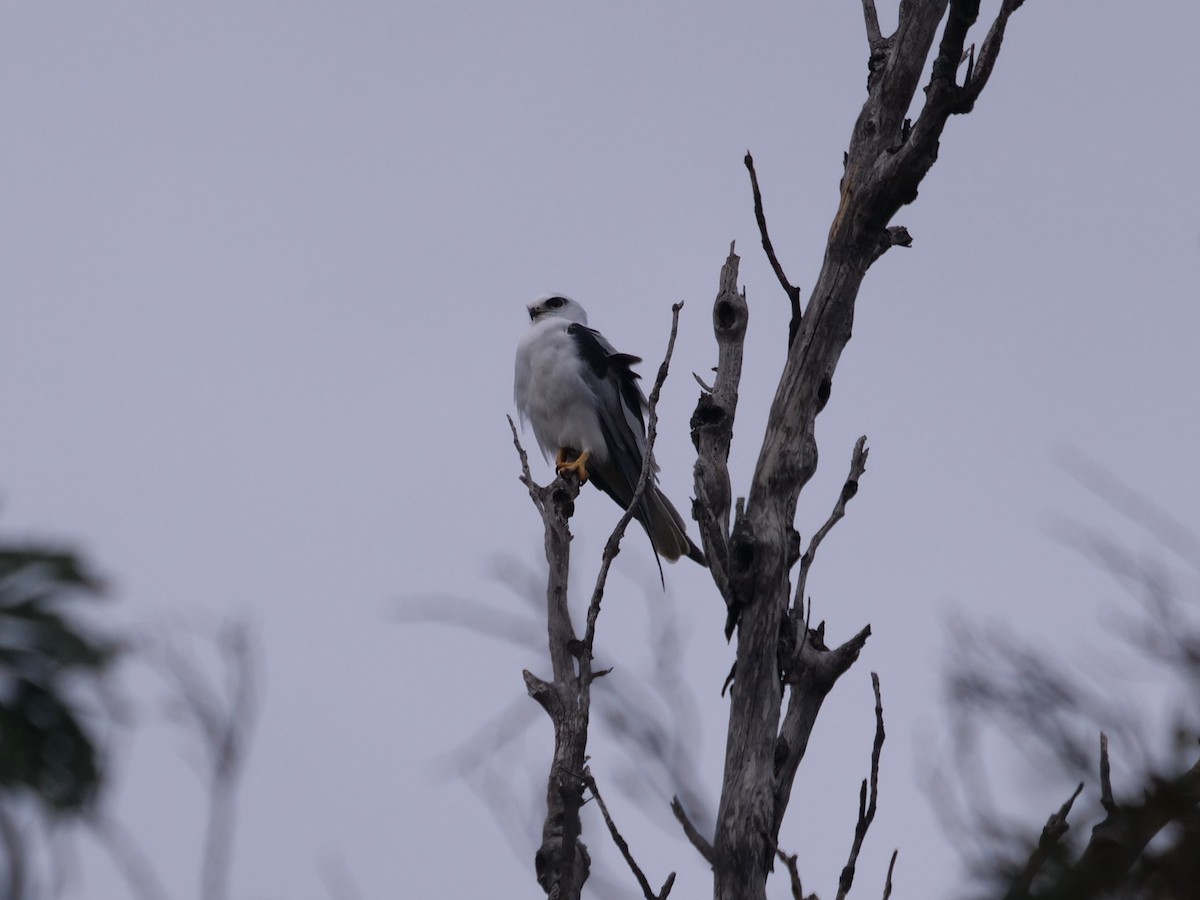 Black-shouldered Kite - Frank Coman