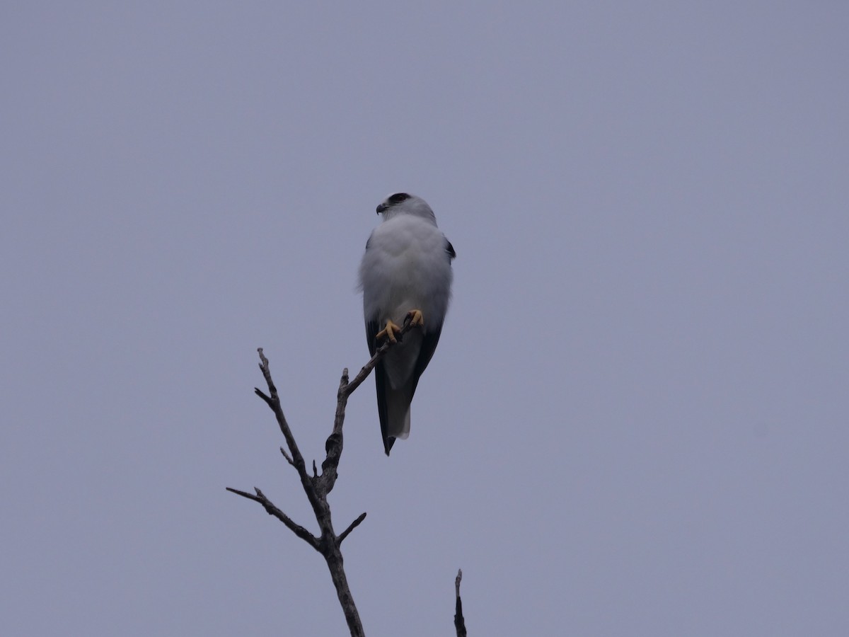 Black-shouldered Kite - Frank Coman