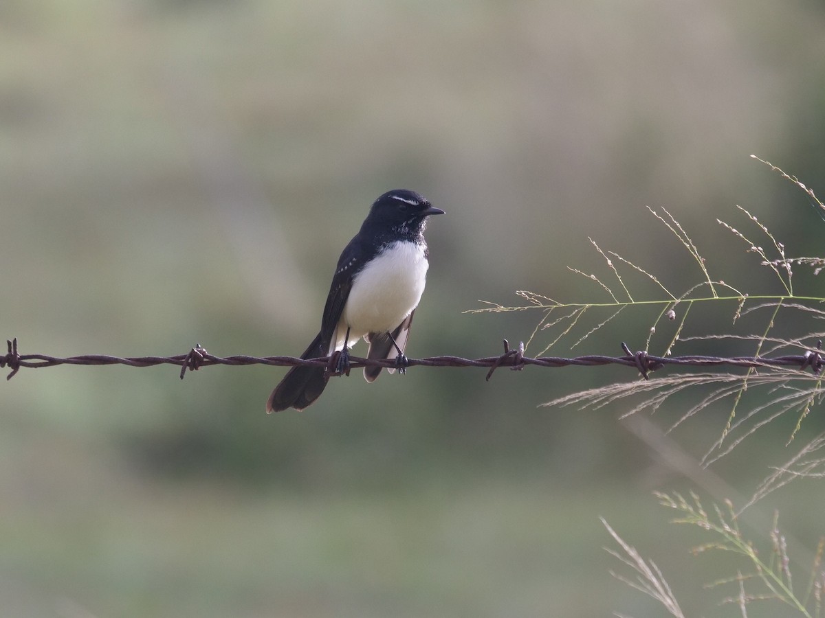 Willie-wagtail - ML619017900