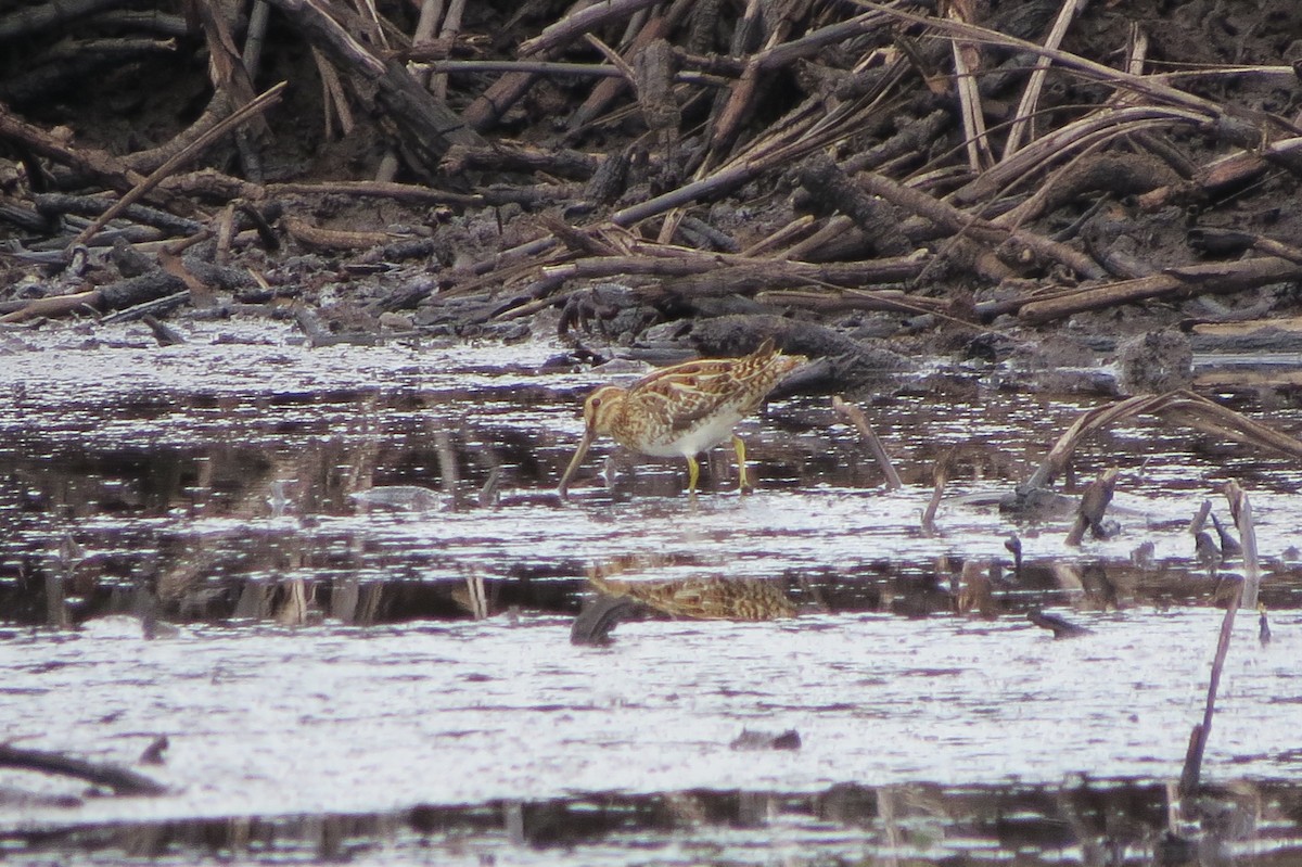 Swinhoe's Snipe - ML619017902