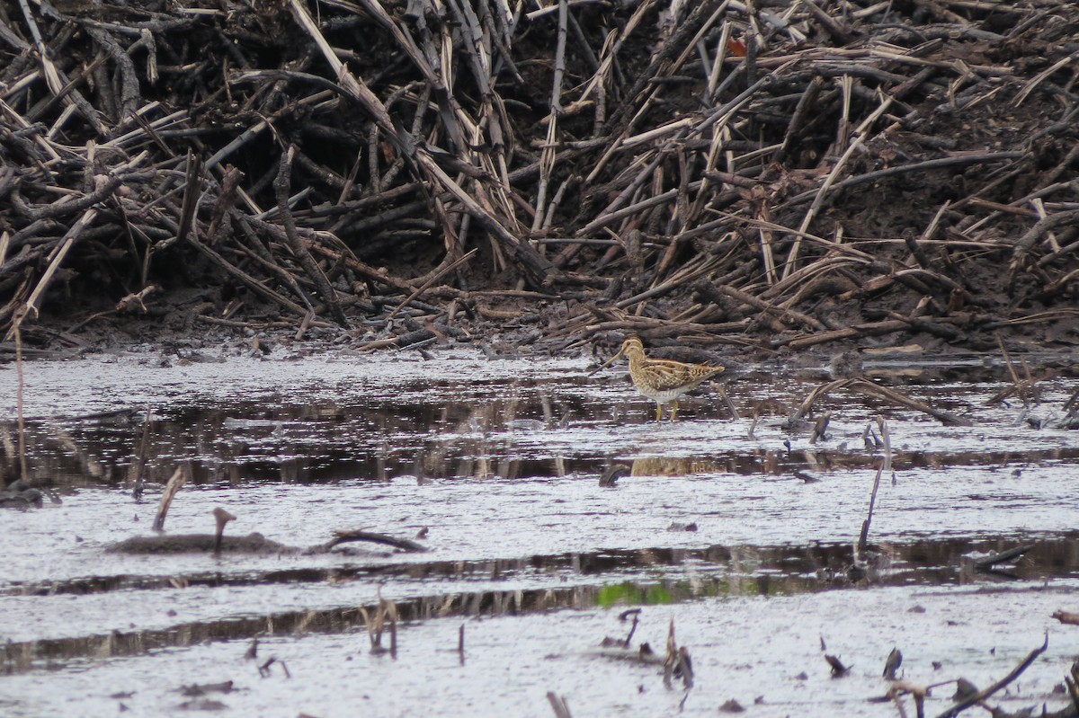 Swinhoe's Snipe - ML619017903