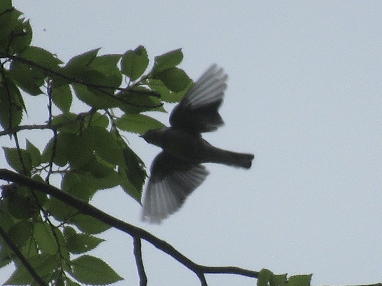 Cerulean Warbler - Adam Burnett