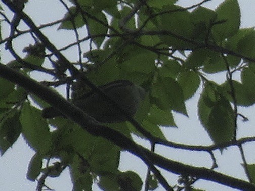 Cerulean Warbler - Adam Burnett