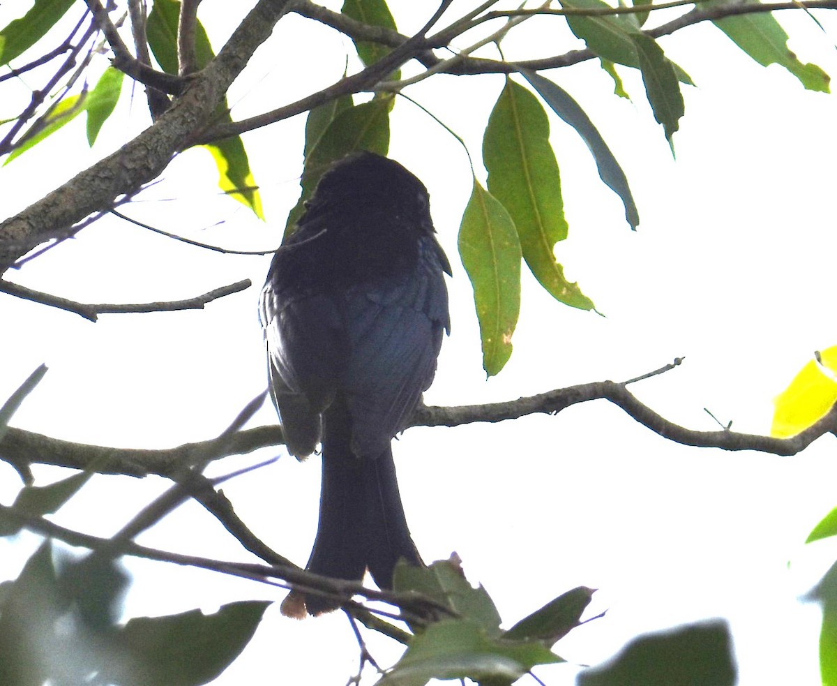 Spangled Drongo - ML619017925