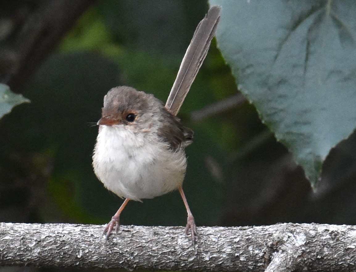 Superb Fairywren - ML619017940