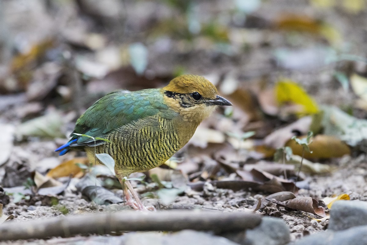 Bar-bellied Pitta - ML619017960