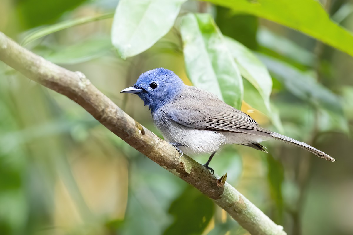 Black-naped Monarch - Se Chea