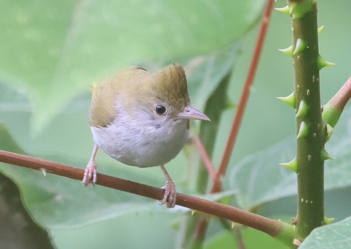 White-bellied Erpornis - Vijaya Lakshmi