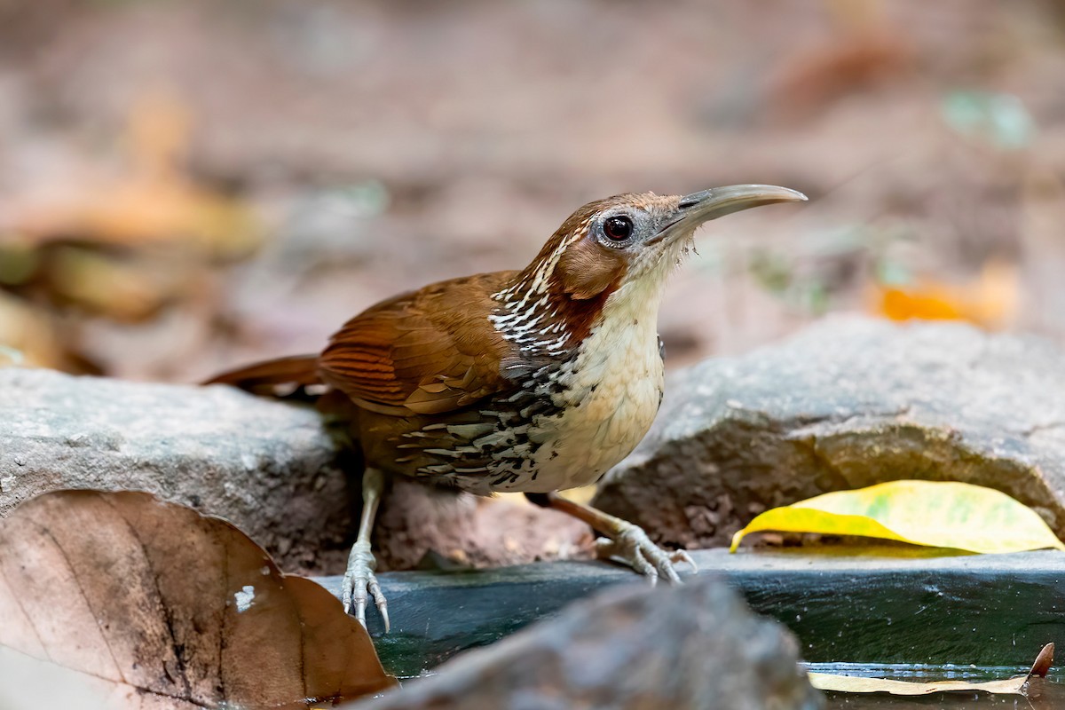 Large Scimitar-Babbler - ML619017990