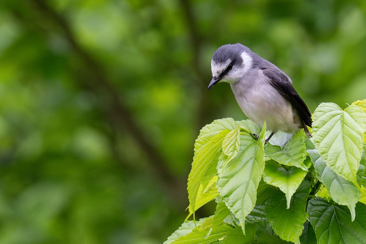 Ashy Minivet - Kalong Huang