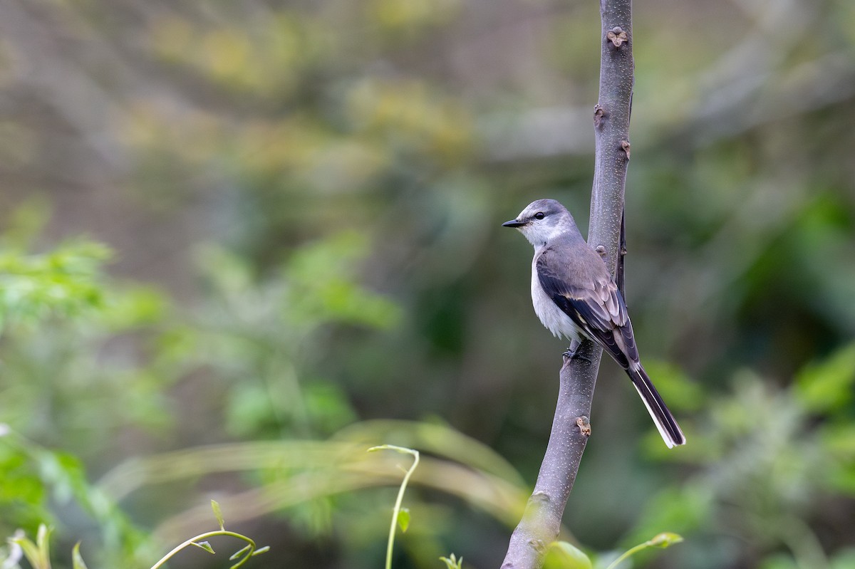 Minivet cendré - ML619017996