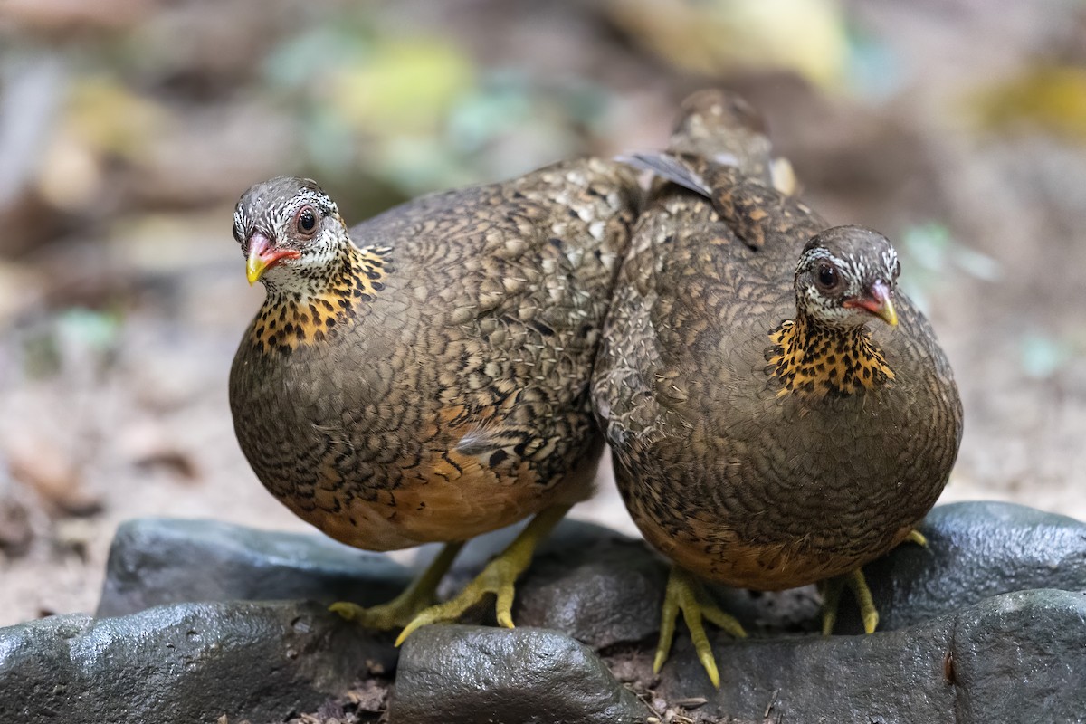 Scaly-breasted Partridge - ML619018003