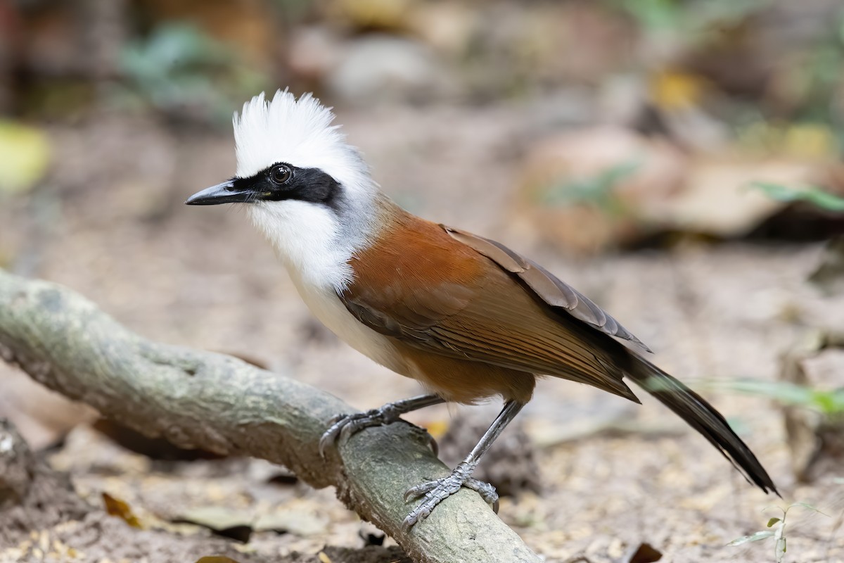 White-crested Laughingthrush - Se Chea