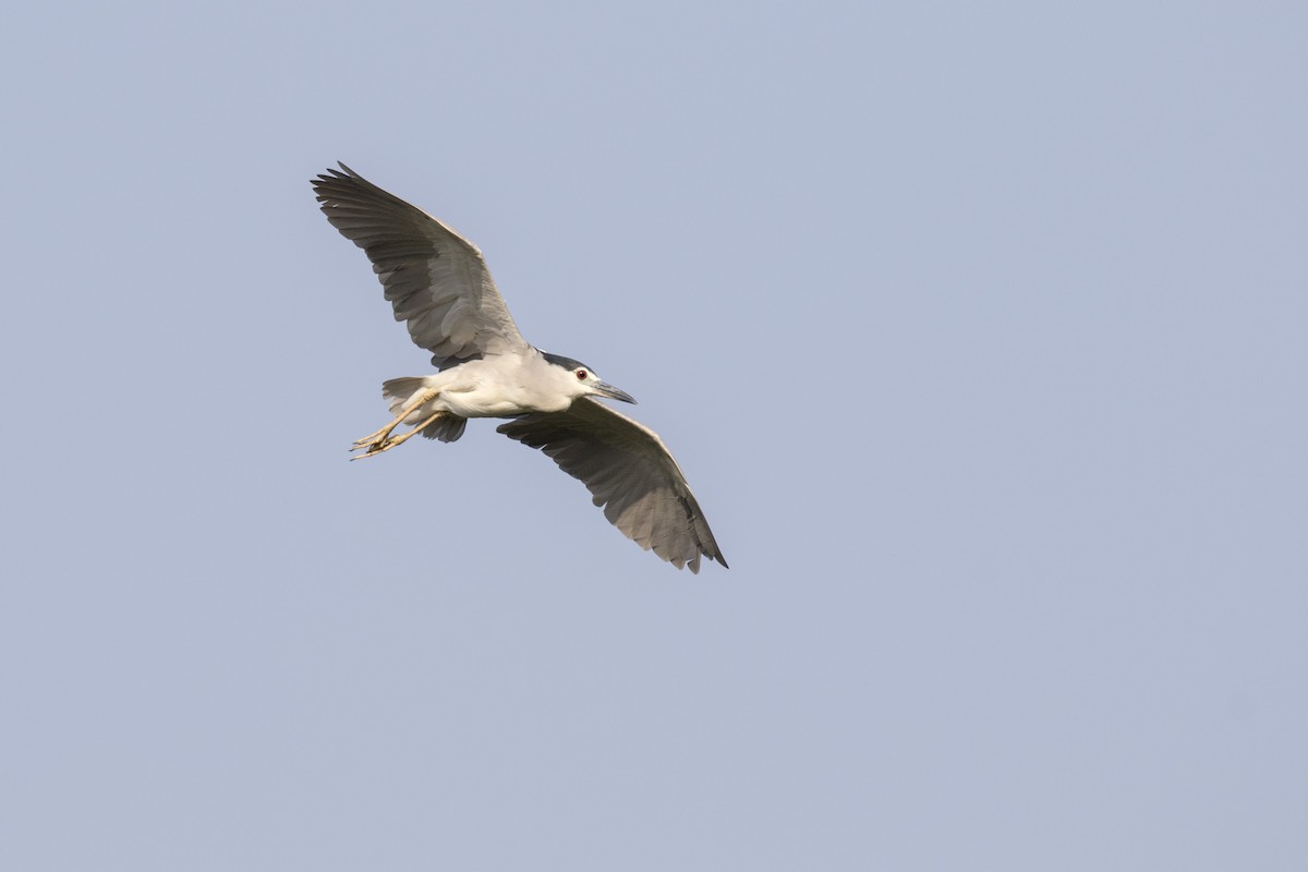 Black-crowned Night Heron - Ramesh Shenai