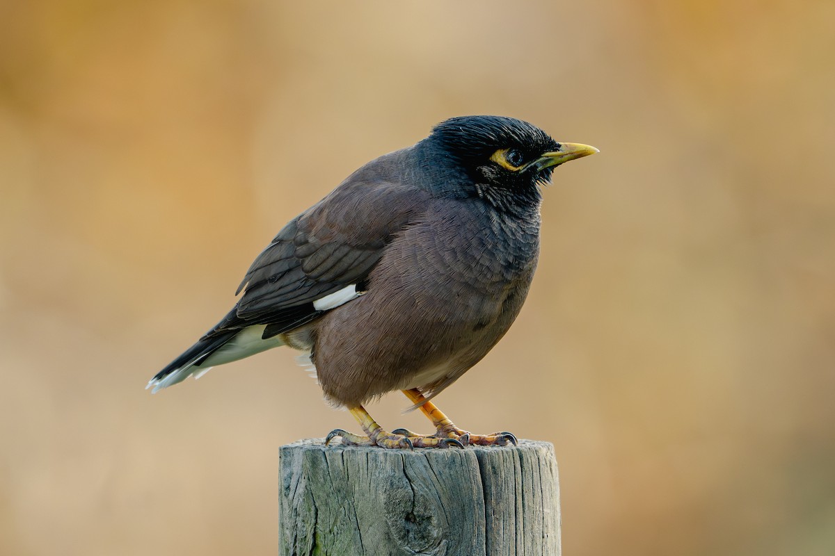 Common Myna - ML619018050