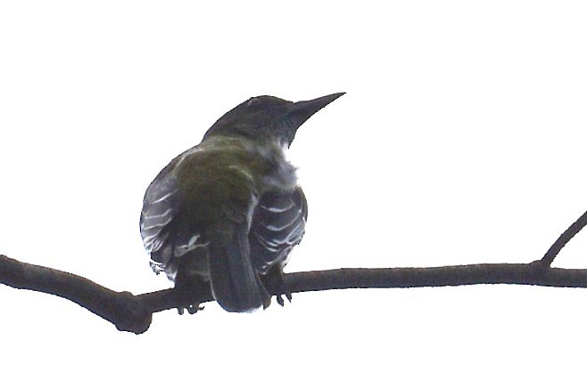 Olive-backed Oriole - Mark Tarnawski