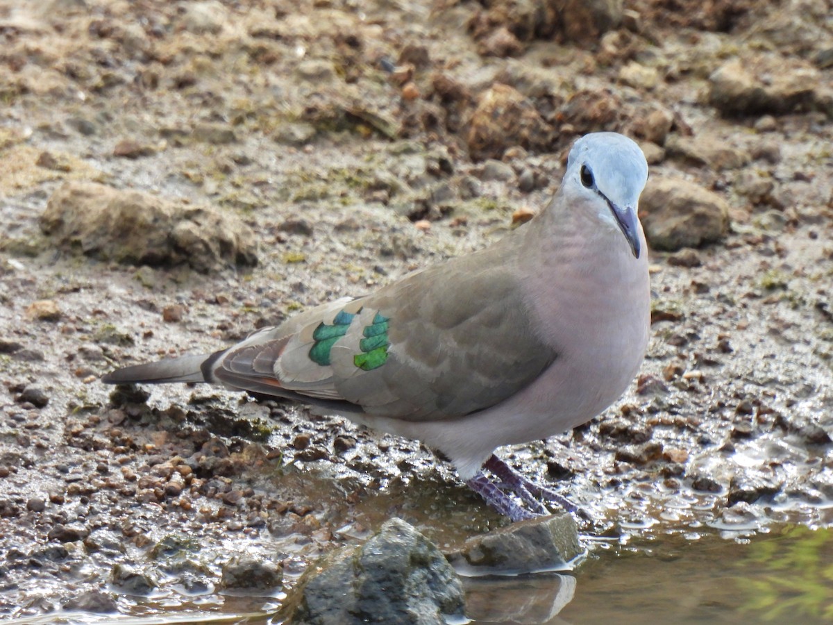 Emerald-spotted Wood-Dove - Hubert Söhner