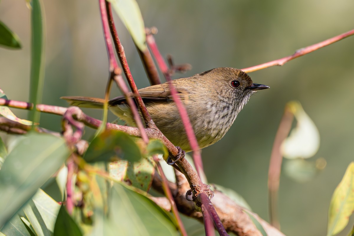 Brown Thornbill - ML619018080