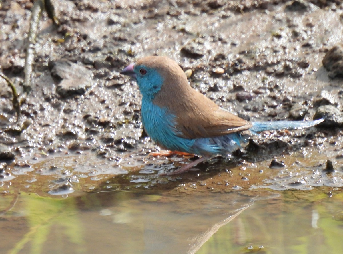 Southern Cordonbleu - Hubert Söhner