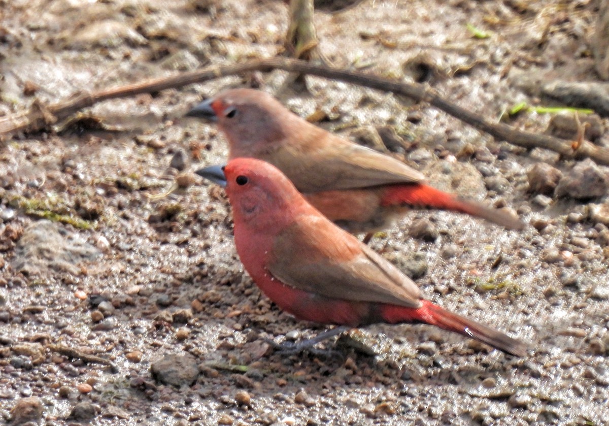 Jameson's Firefinch - Hubert Söhner