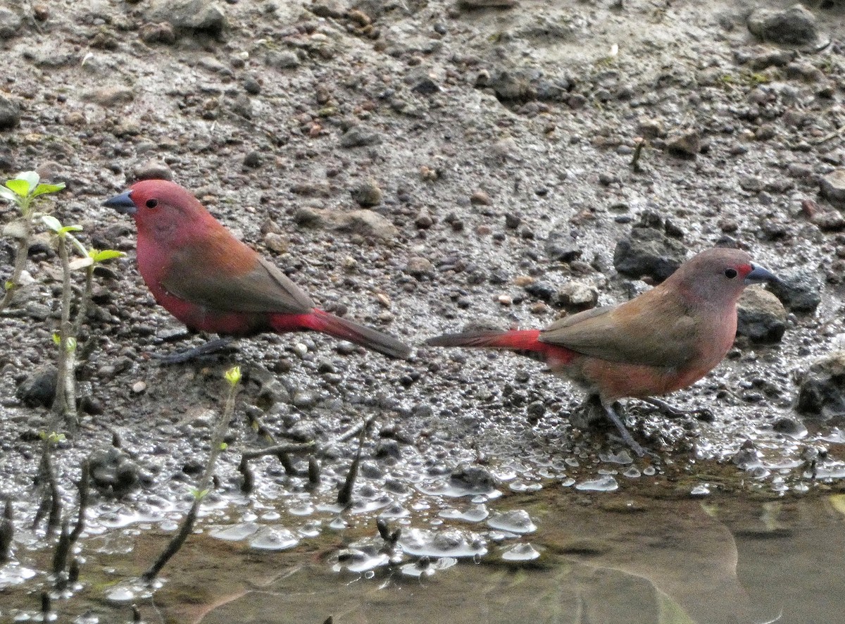 Jameson's Firefinch - Hubert Söhner