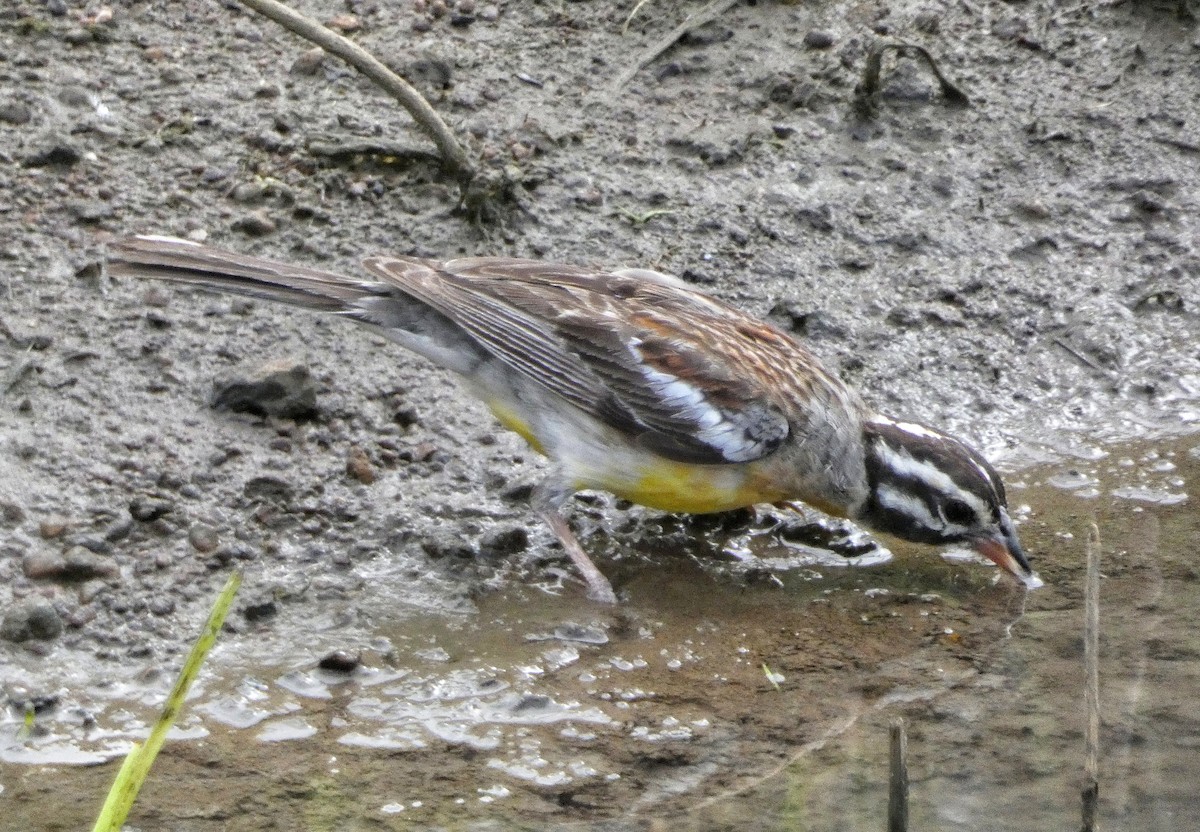 Golden-breasted Bunting - Hubert Söhner