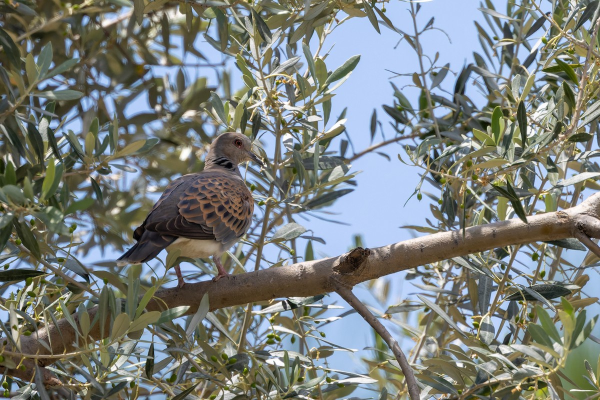 European Turtle-Dove - ML619018112