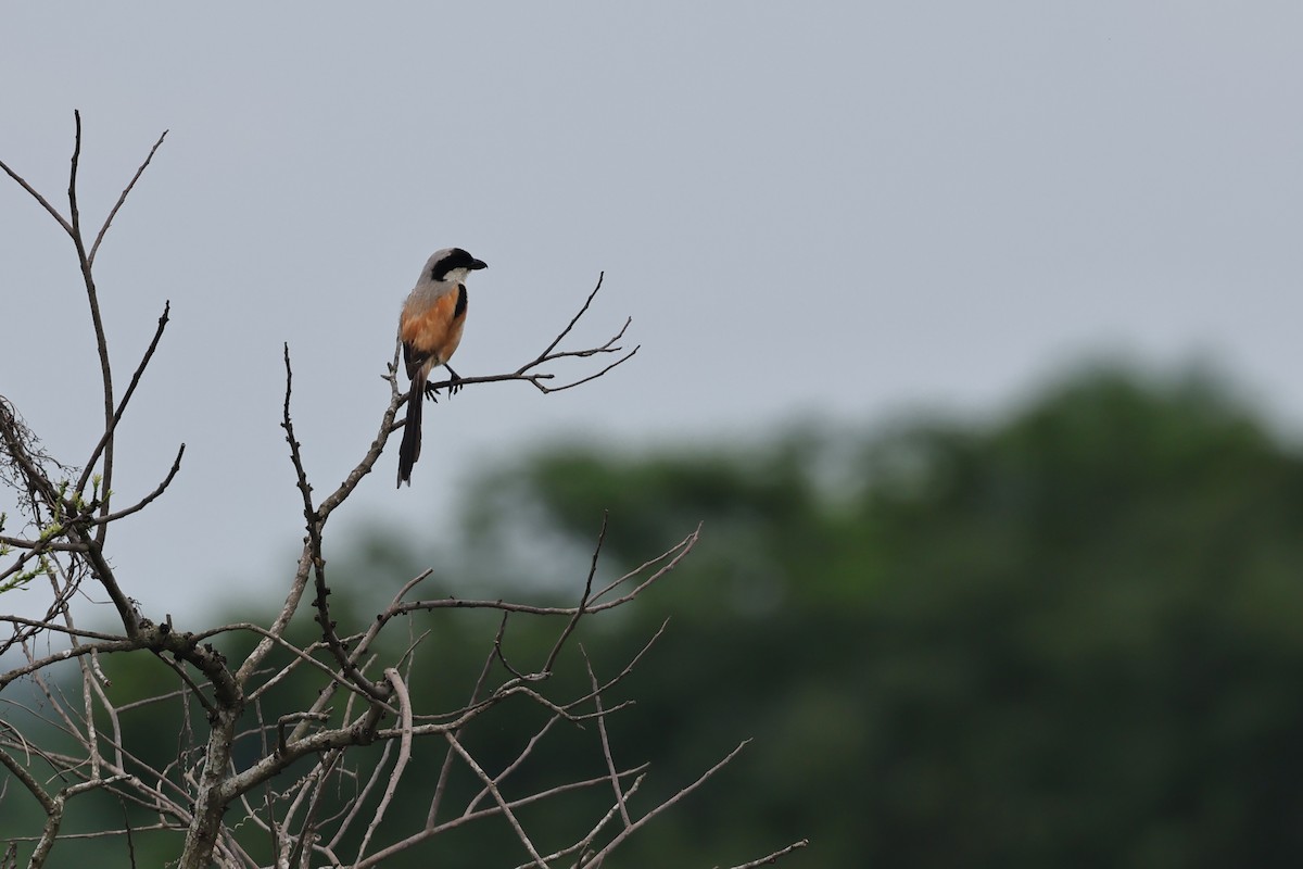 Long-tailed Shrike (schach) - HsuehHung Chang